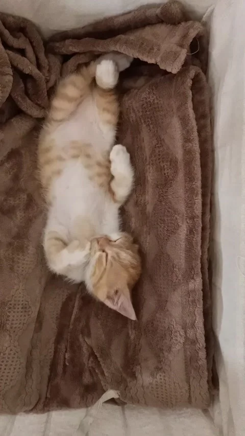 Barry is sleeping Stock Footage 138147306