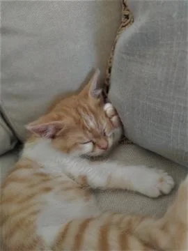 Barry is sleeping Stock Photos