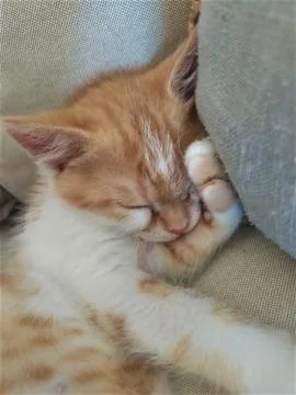 Barry is sleeping Stock Photos