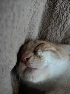 Barry is sleeping Stock Photos