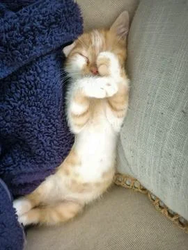 Barry is sleeping Stock Photos