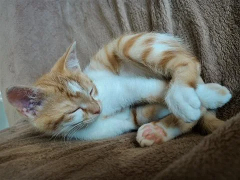 Barry is sleeping Stock Photos