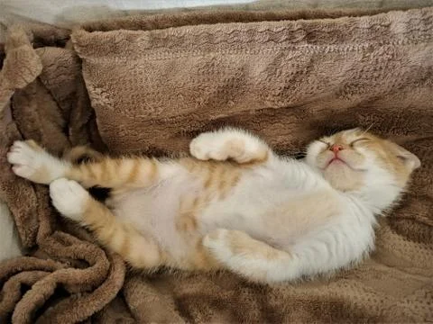 Barry is sleeping Stock Photos