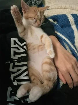 Barry is sleeping Stock Photos