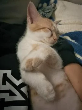 Barry is sleeping Stock Photos