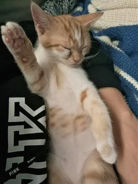 Barry is sleeping Stock Photos