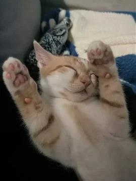 Barry is sleeping Stock Photos