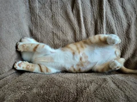 Barry is sleeping Stock Photos