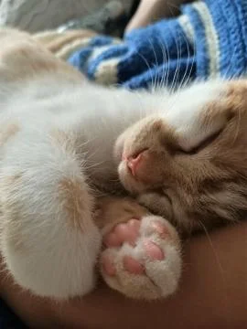 Barry is sleeping Stock Photos