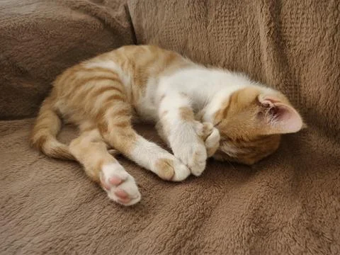 Barry is sleeping Stock Photos