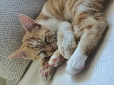 Barry is sleeping Stock Photos