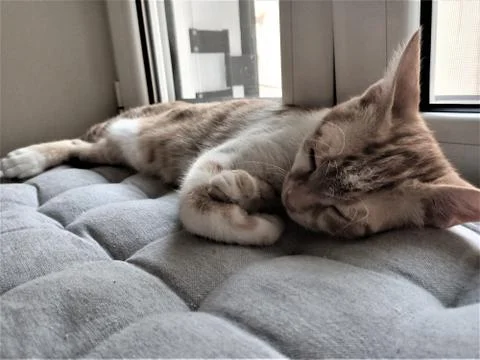 Barry is sleeping Stock Photos