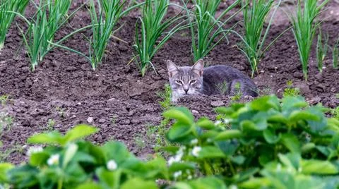 Барсик 写真素材