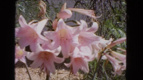 BARSTOW CALIFORNIA USA-1966: Pink Flowers In Vintage Video With Very Shaky Vidéo 124037375