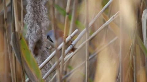 Bart tit feeding on seeds Stock Footage 108913908