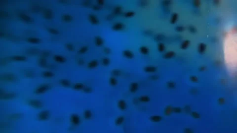The bartender prepares an exclusive cocktail, Close up Stock Footage 196981999