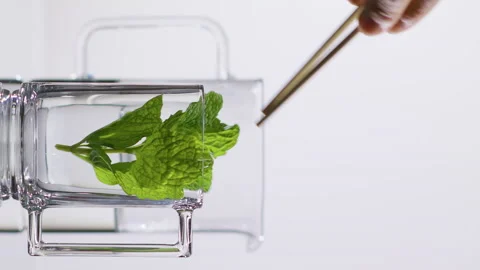 The Bartender prepares a fresh Cocktail. Put a Mint leaf in a transparent glass. Stock Footage 144466480