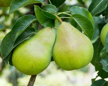 Bartlett pears hanging on the tree Stock Photos