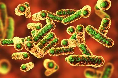 Bartonella quintana bacteria, the causative agent of trench fever Stock Illustration