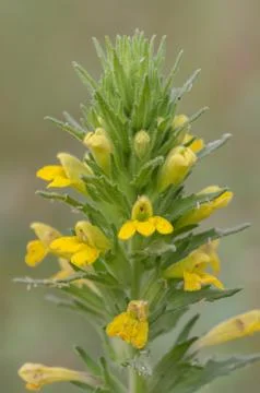 Bartsia Stock Photos