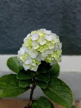 Baruntas Stock Photos