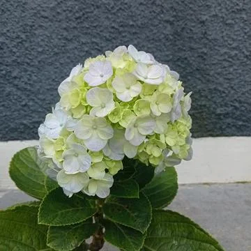 Baruntas Stock Photos