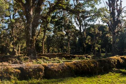 Barva volcano forest, Barva National Park, Costa Rica Stock Photos