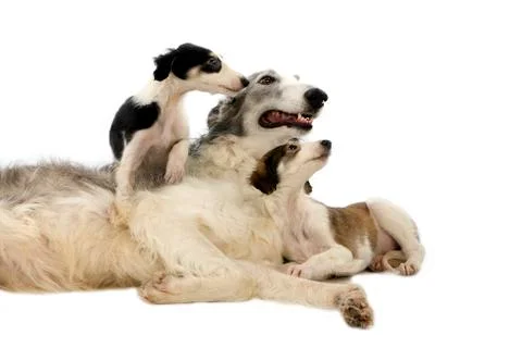BARZOI Stock Photos