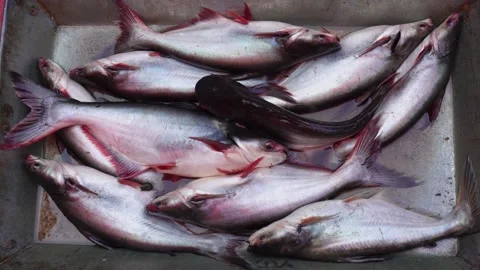 Basa fish in the fish market Stock Footage 304067253