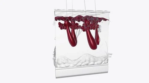 The basal layer is the innermost layer of the epidermis, and contains small.. Stock Illustration