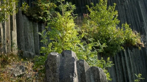 A basalt hexagonal rock formation with bushes in front Stock Footage 94151290