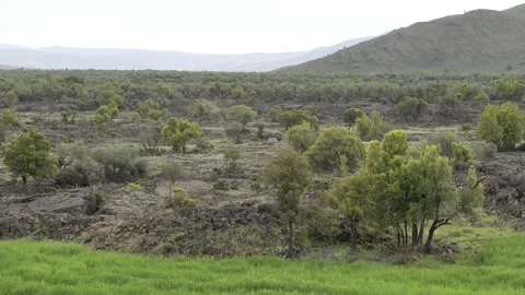 Basalt lava plain with porous volcanic rocks and sparse vegetation - Horizontal Stock Footage 339407531