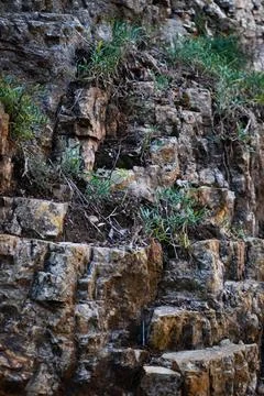 Basalt rocks, rocks covered with vegetation , plants growing through the rocks Stock Photos