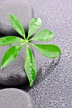 Basalt stones with leaf  Stock Photos