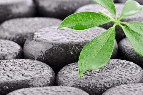 Basalt stones with leaf  Stock Photos