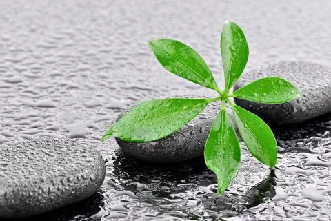 Basalt stones with leaf  Stock Photos