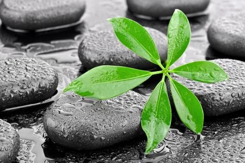 Basalt stones with leaf  Stock Photos