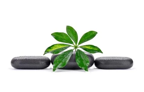 Basalt stones with leaf  Stock Photos