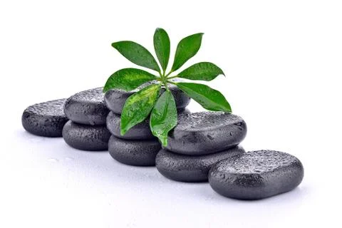 Basalt stones with leaf  Stock Photos