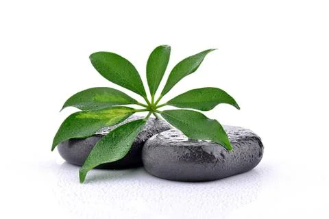 Basalt stones with leaf Stock Photos