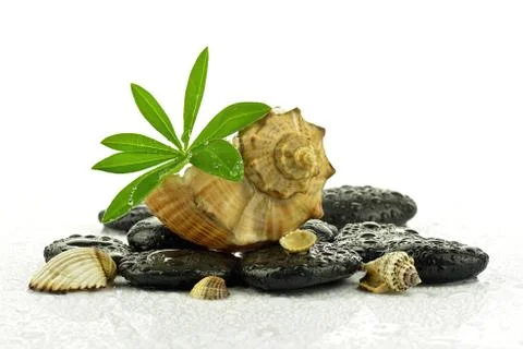 Basalt stones with shells Stock Photos