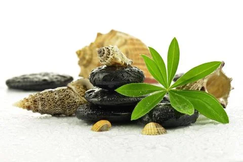 Basalt stones with shells Stock-Fotos