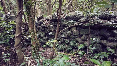 Basalt wall in the virgin forest Stock Footage 116862660