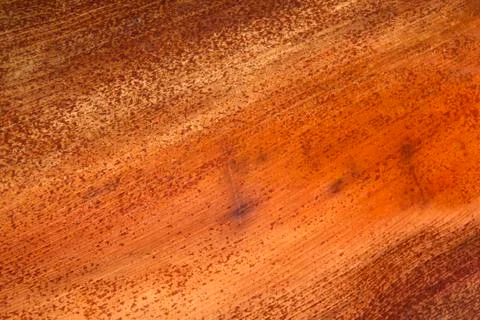 Base of fallen palm leaf reflecting patterns and textures Stock Photos