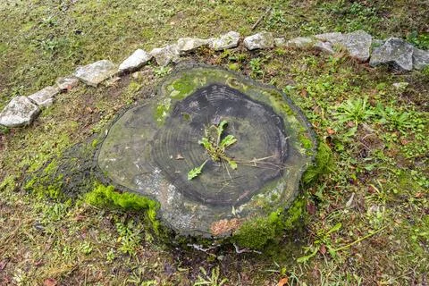 Base of a felled tree trunk Stock Photos