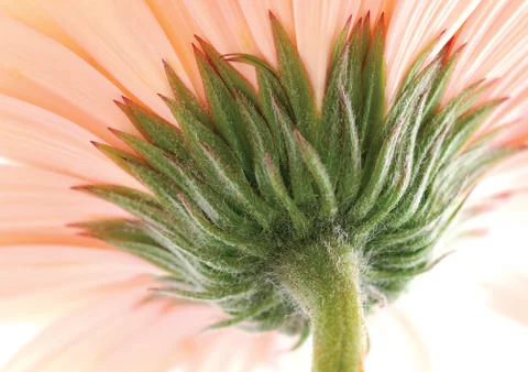 The base of the flower Stock Photos