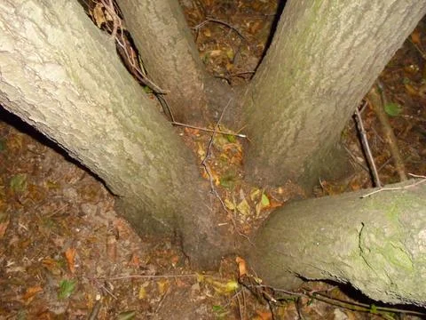 Base of a four-stem deciduous tree in a Central European forest Stock Photos