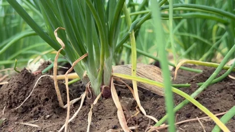 Base of green onion plants shown in detail with exposed roots and dry soil while Stock Footage 327837397