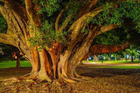 The base of a large tree illuminated at night Stock Photos
