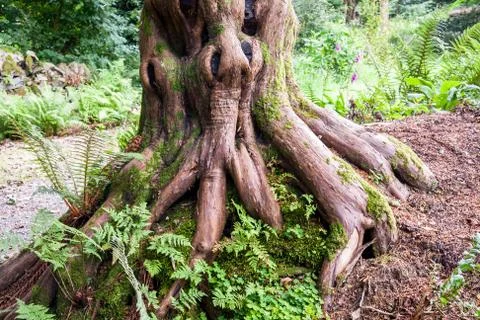 Base of large tree with roots exposed in County Wicklow Foto stock